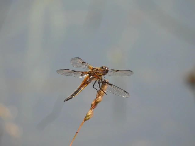 Libellula quadrimaculata - négyfoltos laposacsa