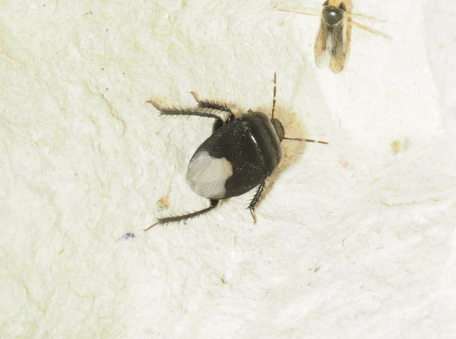 Cydnus aterrimus - nagy földipoloska