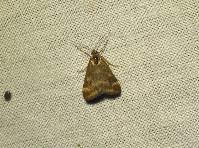 Pyrausta despicata - réti bíbormoly