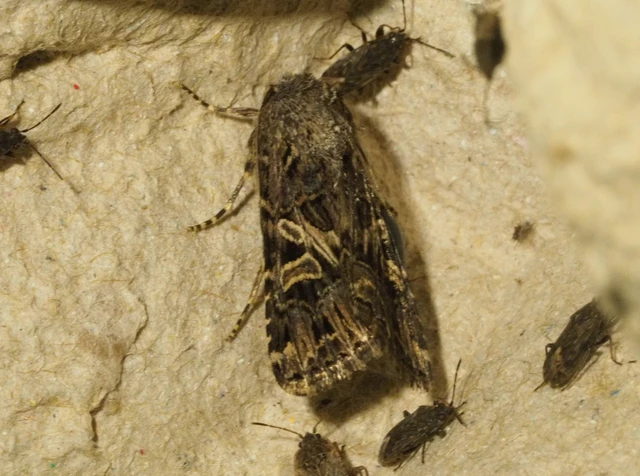 sziki szegfűbagoly - Hadula dianthi hungarica