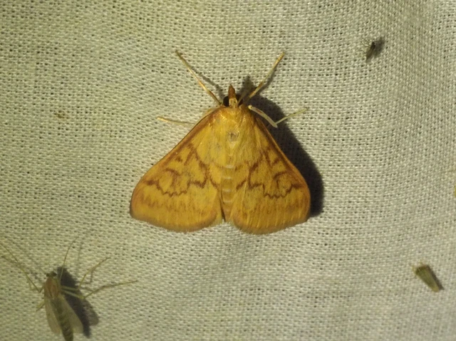 Ostrinia nubilalis - kukoricamoly