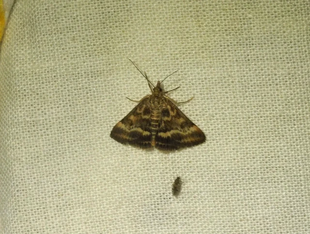 Pyrausta despicata - réti bíbormoly