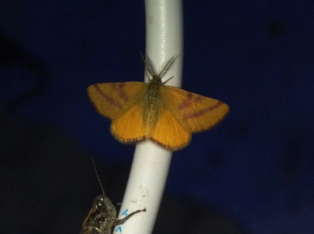 bíborsávos araszoló - Lythria purpuraria