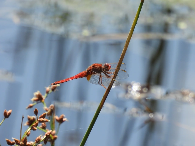 Crocothemis erythraea - skarlát szitakötő