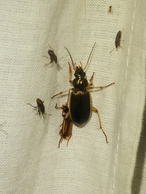 Chlaenius spoliatus - csupasz bűzfutó