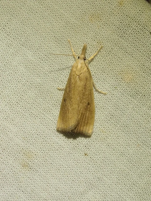 Calamotropha paludella - barna nádlevélmoly