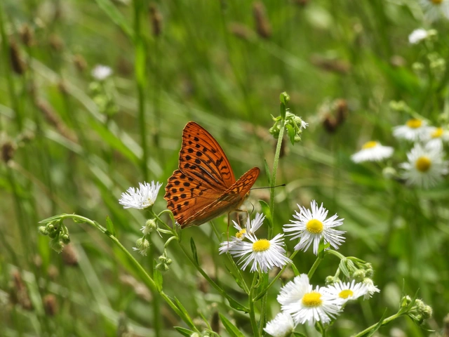 Argynnis paphia - nagy gyöngyházlepke