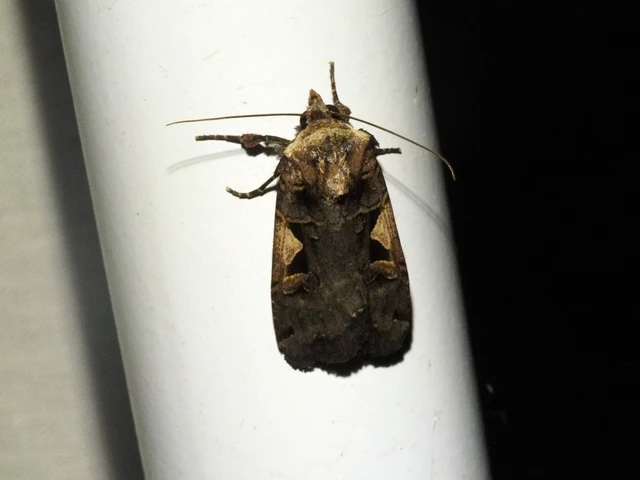 c-betűs fűbagoly - Xestia c-nigrum