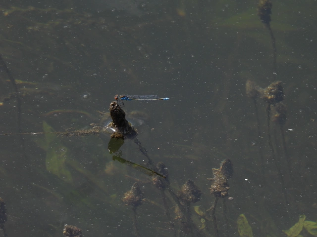 Erythromma viridulum - kis pirosszemű-légivadász