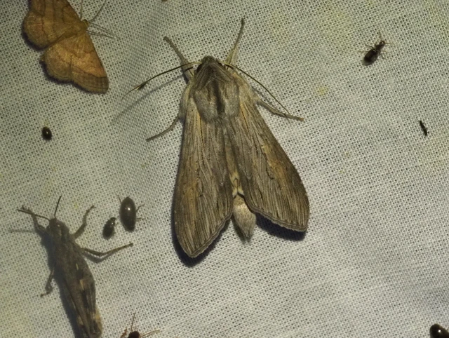 közönséges csuklyásbagoly - Cucullia umbratica