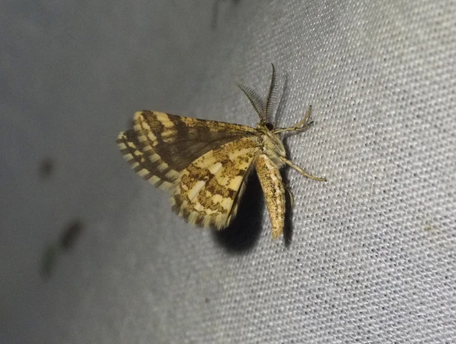 Narraga fasciolaria/tessularia