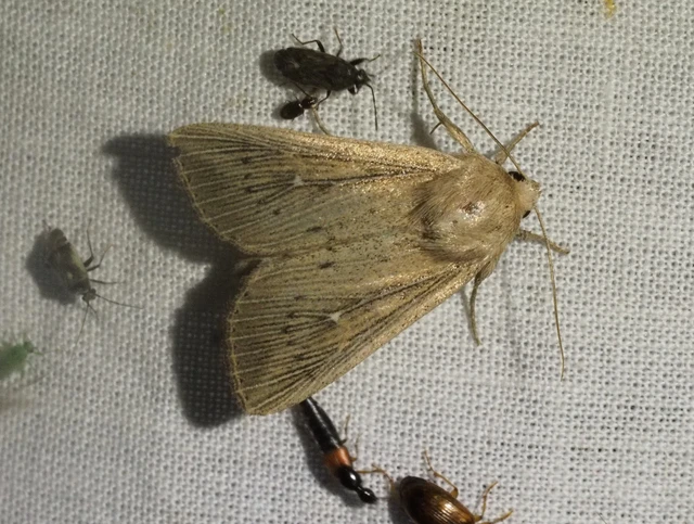pontozott rétibagoly - Leucania obsoleta