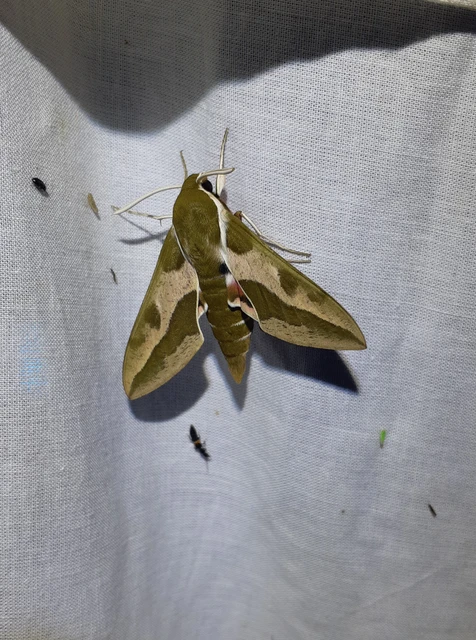 kutyatejszender - Hyles euphorbiae