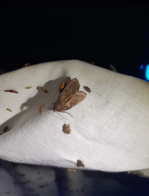 saláta-kertibagoly - Lacanobia oleracea