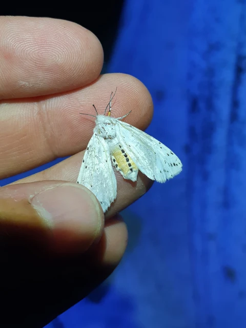 tejszínű medvelepke - Spilosoma lubricipedum