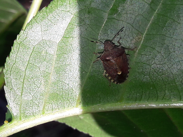 Peribalus strictus - tavaszi címerespoloska Peribalus strictus - tavaszi címerespoloska