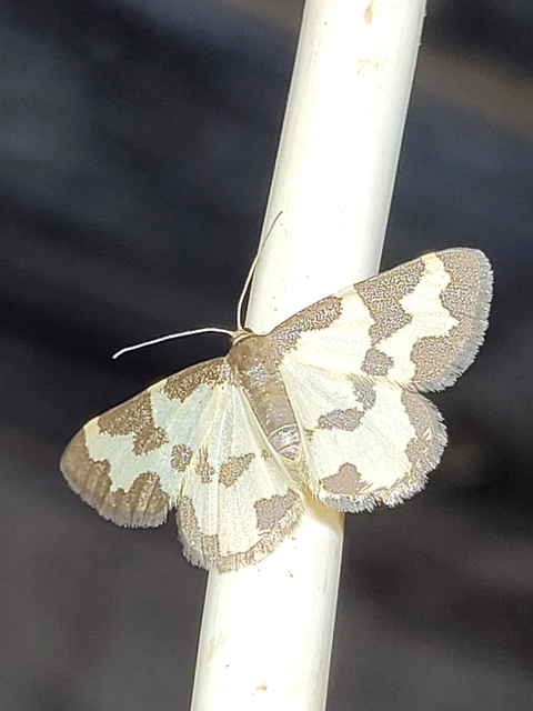 Lomaspilis marginata - szegélyes nyárfaaraszoló