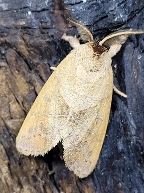 Clostera anastomosis - barna levélszövő