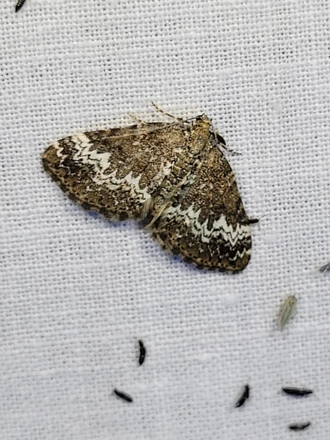 Perizoma alchemillata - árvacsalán-araszoló
