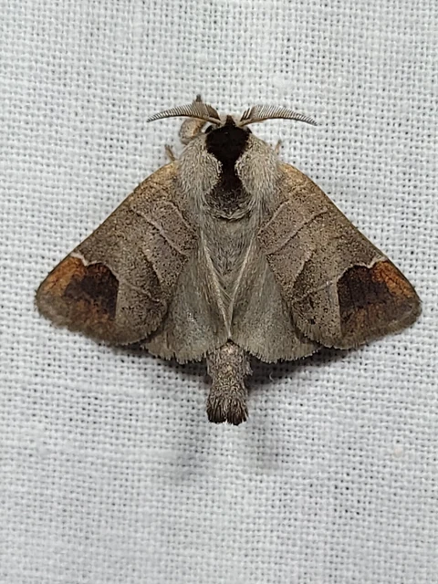 Clostera curtula - rövidszárnyú levélszövő Clostera curtula - rövidszárnyú levélszövő