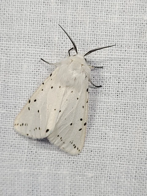 Spilosoma lubricipedum - tejszínű medvelepke