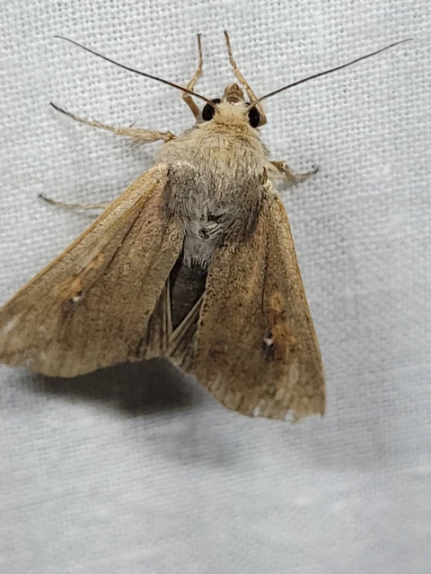 Mythimna unipuncta - hordabagoly