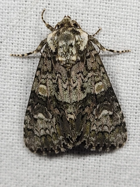 Craniophora ligustri - fagyalbagoly