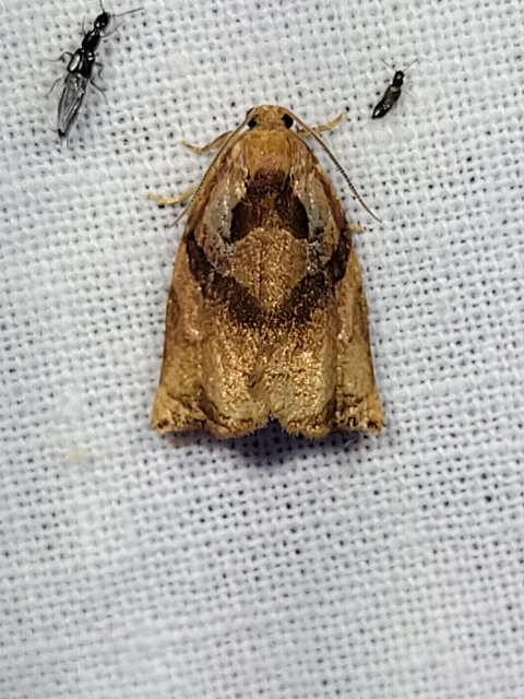 Archips podana - dudvarágó sodrómoly