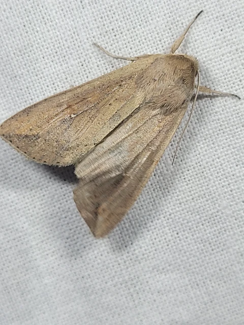 Mythimna unipuncta - hordabagoly