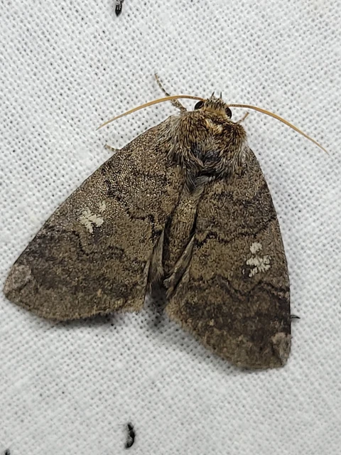 Tethea or - bélyeges pihésszövő