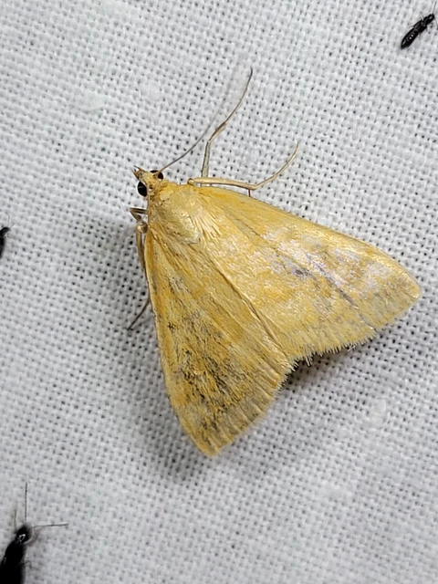 Sitochroa verticalis - világossárga dudvamoly