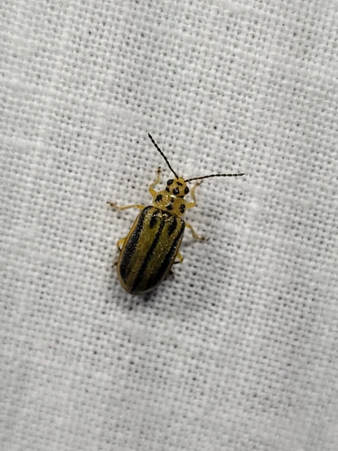 Xanthogalerucella luteola - szilfa-olajosbogár