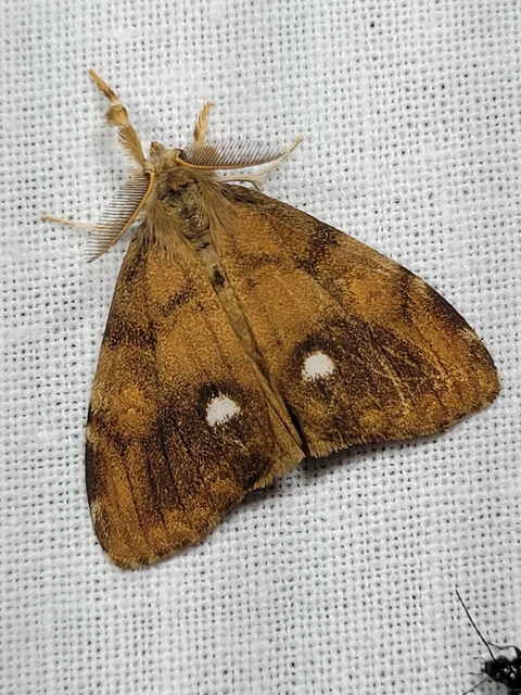 Orgyia antiqua - rozsdabarna kisszövő