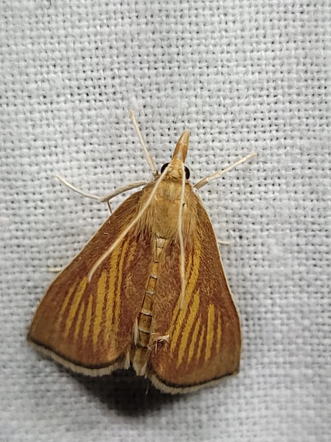 Nascia cilialis - sásrágó tűzmoly