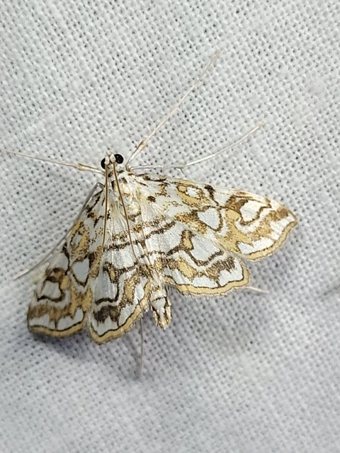 Elophila nymphaeata - tarka vízimoly