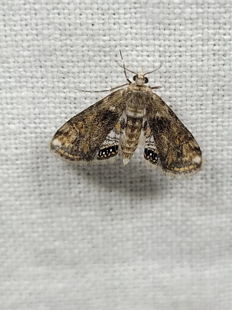 Cataclysta lemnata - békalencsemoly
