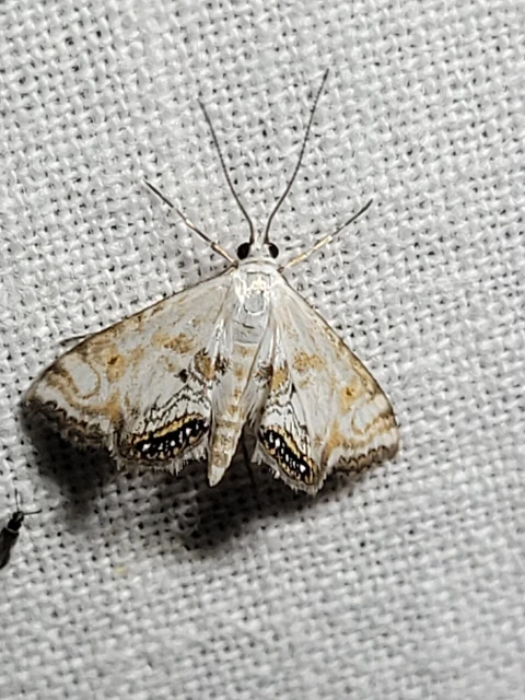Cataclysta lemnata - békalencsemoly