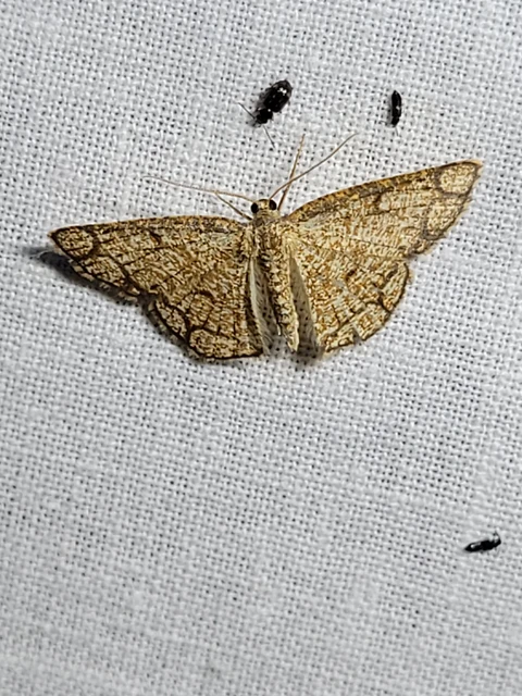 Stegania cararia - gyűrűs nyáraraszoló