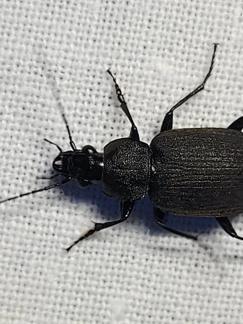 Chlaenius tristis - fekete bűzfutó