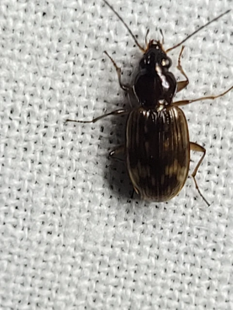 Bembidion dentellum - sárgaszalagos gyorsfutó