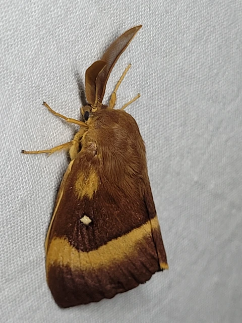 Lasiocampa quercus - tölgyfaszövő