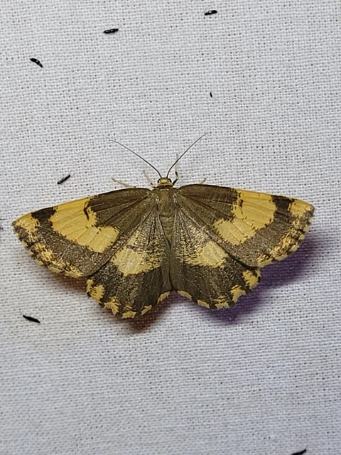 Angerona prunaria - sárga kökényaraszoló