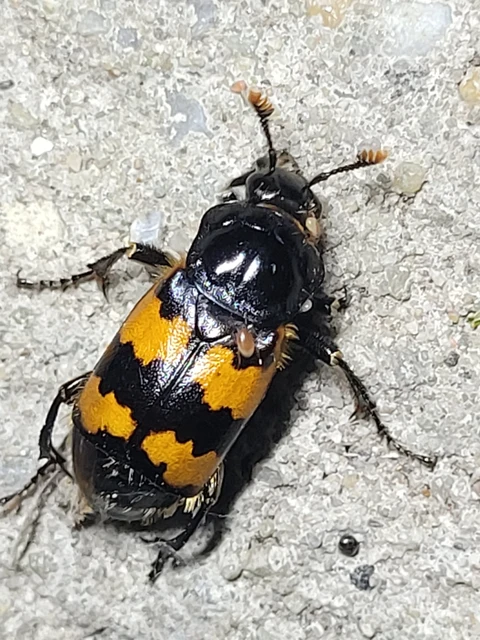 Nicrophorus interruptus - sárgaszőrű temetőbogár