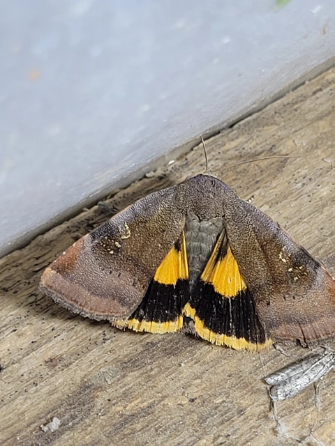 Noctua janthe - lappangó sárgafűbagoly