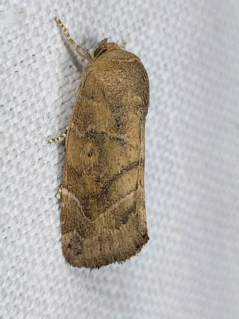 Cosmia affinis - barna lombbagoly