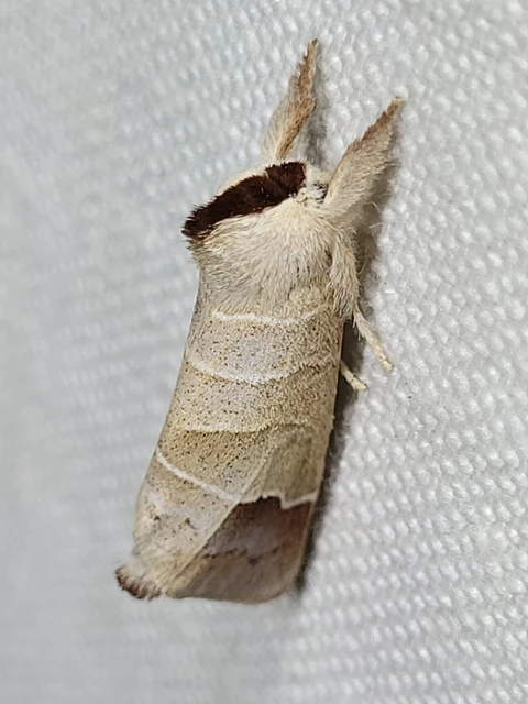 Clostera curtula - rövidszárnyú levélszövő Clostera curtula - rövidszárnyú levélszövő