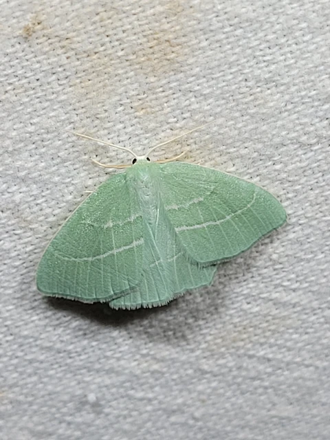 Hemistola chrysoprasaria - kékes zöldaraszoló