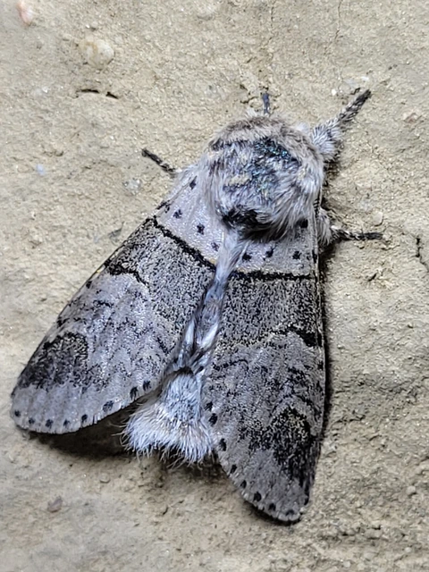 Furcula bifida - kis púposszövő