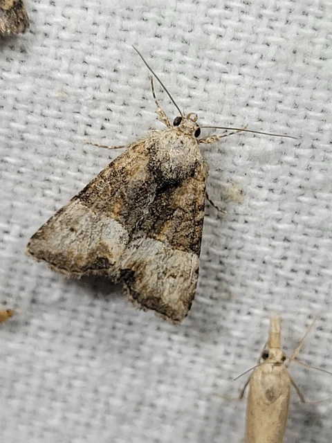 Mesoligia furuncula - kétszínű dudvabagoly