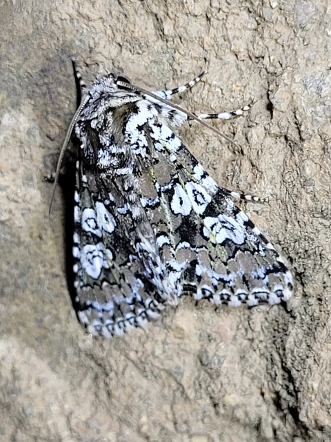 Lamprosticta culta - hármasfoltú bagoly
